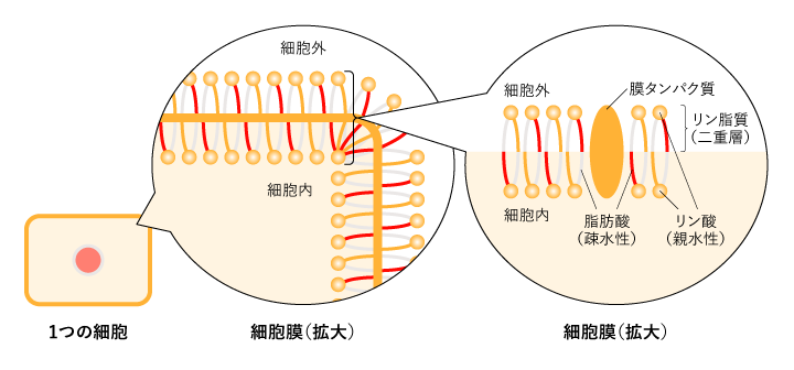 細胞膜の構造
