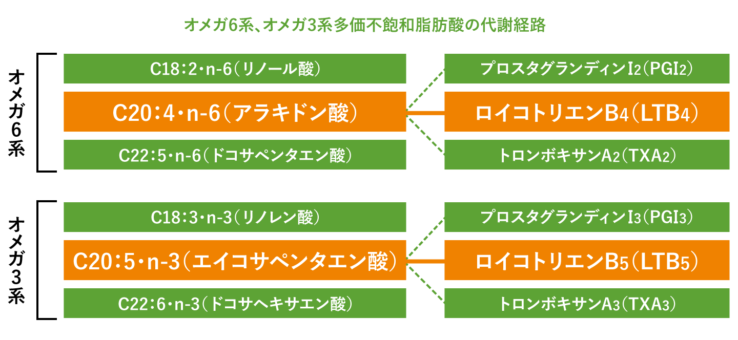 オメガ6系、オメガ3系多価不飽和脂肪酸の代謝経路